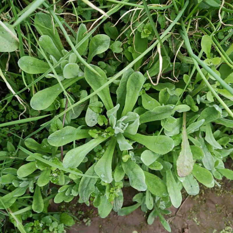 现摘野生干鼠曲草佛耳草鼠麴草新鲜清明菜草粑粑棉菜青团包邮