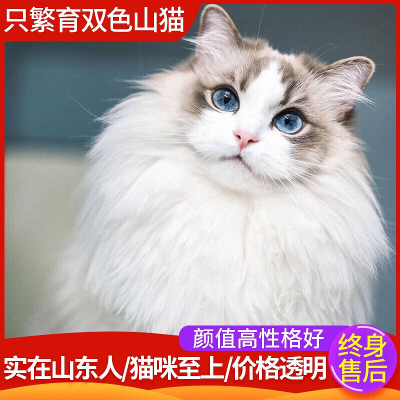 双山猫海山双仙女布偶猫