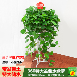A360大盆绿萝吊兰盆栽室内净化空气吸除异味好养长藤垂藤客厅植物
