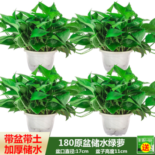 思兰绿萝盆栽室内植物花卉吊兰绿植盆景长藤垂吊大叶绿箩去除甲醛