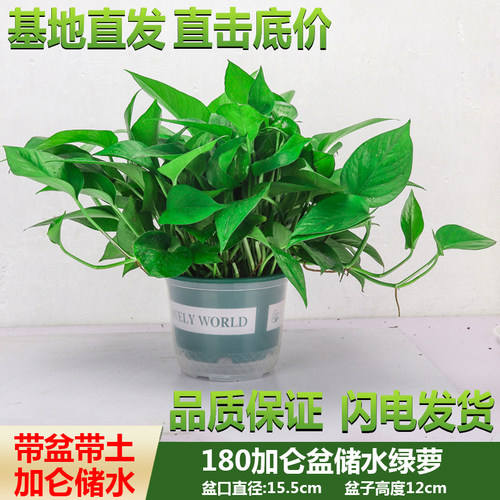 绿萝盆栽基地批鲜活植物