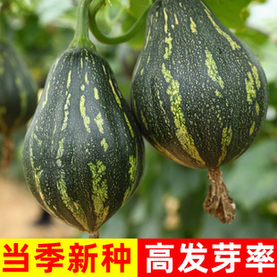 香芋南瓜种籽春四季菜籽种子大全蔬菜秧苗高产板栗贝贝南瓜苗种孑