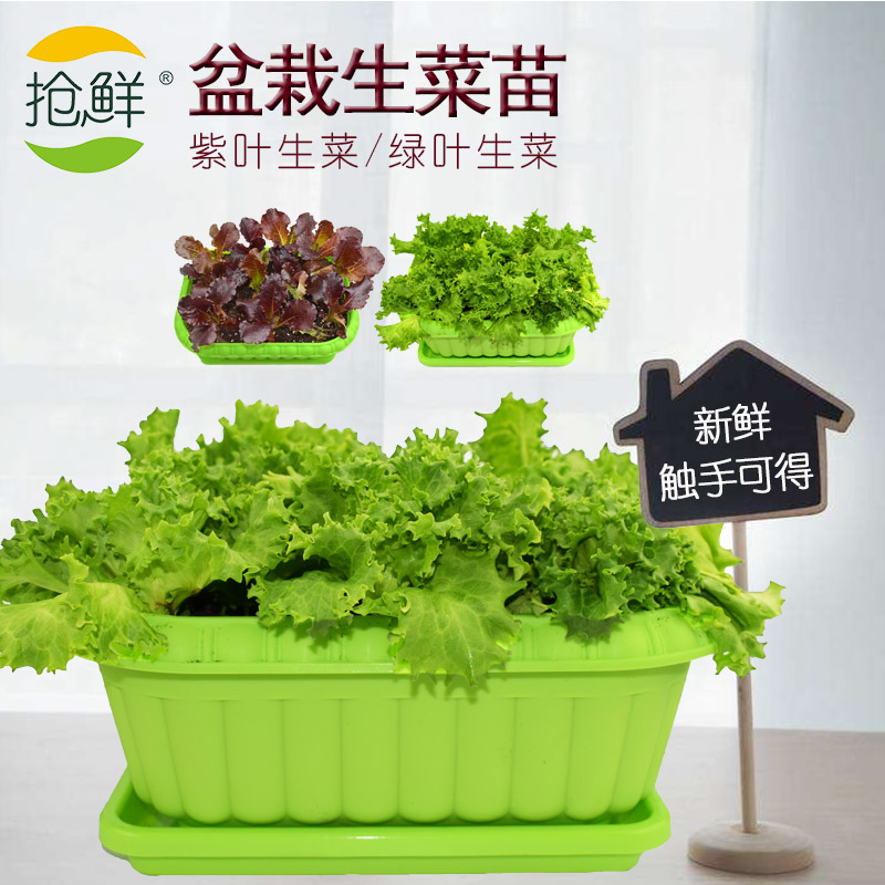 生菜种孑四季青菜盆栽种籽大全夏季秋季速生蔬菜种子大叶沙拉菜苗