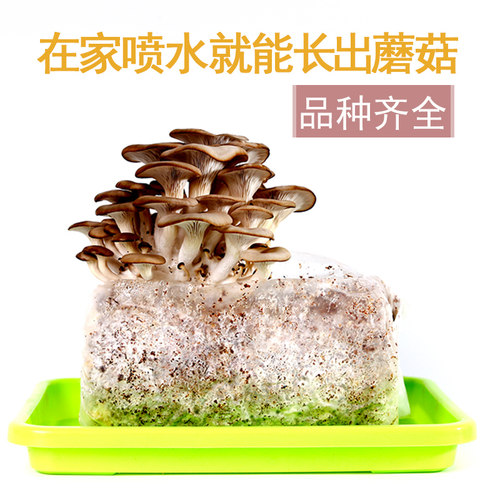 灵芝菌种价格 灵芝菌种图片 星期三