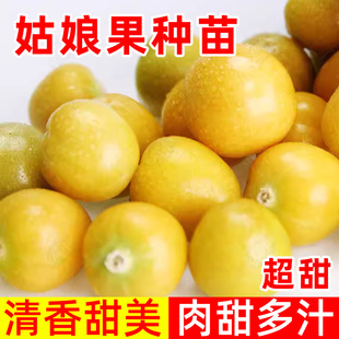 姑娘果灯笼果种子超甜清香肉甜多汁夏季开花家庭园艺种植