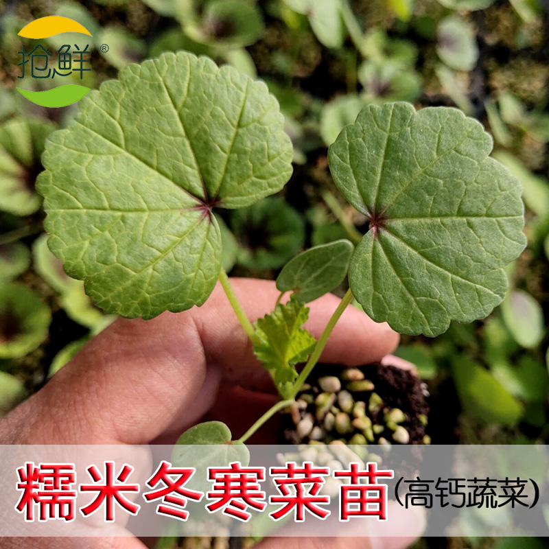 盆栽阳台四季南方秧苗冬寒菜