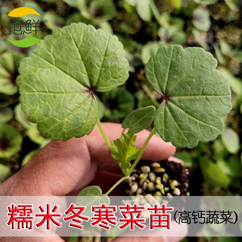 盆栽阳台四季南方秧苗冬寒菜