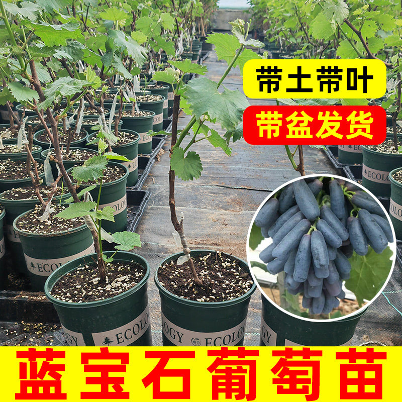 蓝宝石葡萄树苗无籽黑提葡萄树苗当年结果南方北方盆栽