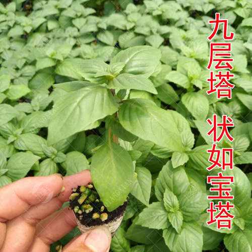 绿植罗勒新鲜丁香台湾可食用盆栽