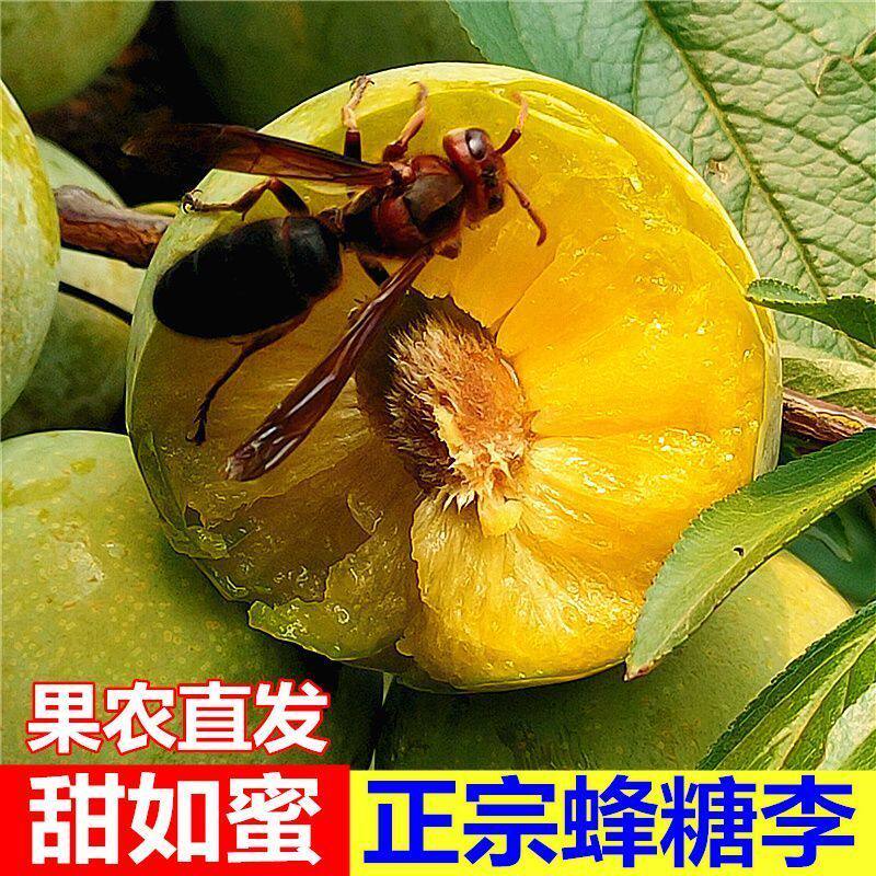 贵州蜂糖李正宗新鲜当季孕妇水果蜂密李青脆李子脆甜脱骨李大果