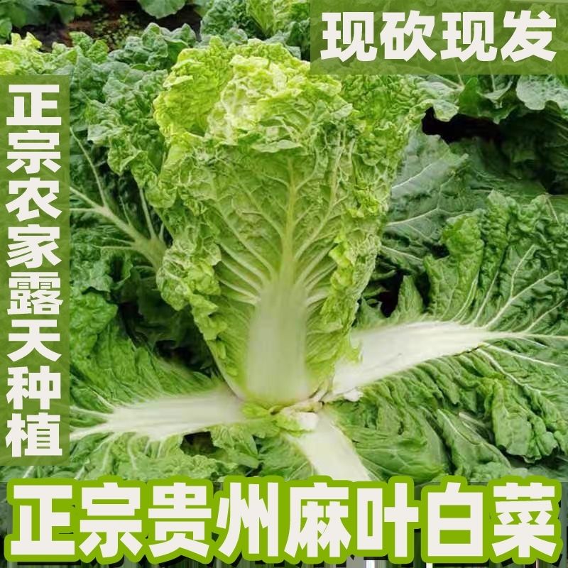贵州特产农家麻叶菜新鲜现摘现发脆嫩蔬菜青甜可口青白菜包邮包赔