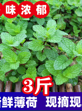贵州本地农家种植狗肉香薄荷叶留兰香应季新鲜蔬菜鱼香菜火锅蘸吃