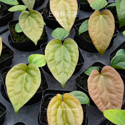 暗黑巴拿马杂黑奢华花烛 热植 绿植盆栽 室内观叶植物