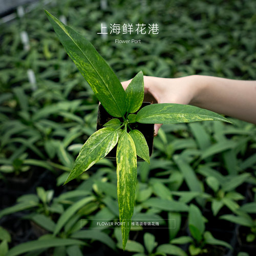 维塔领带锦 领带花烛 热植盆栽 室内观叶植物