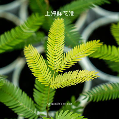 密叶猴耳环 精品植物 ins热植 网红植物 盆栽 绿植 室内观叶植物