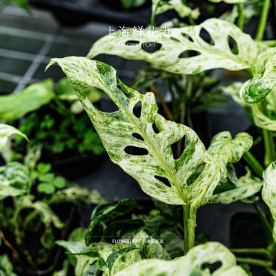 冰冻雀斑龟背竹｜Shanghai Flower Port｜观叶植物 热带植物