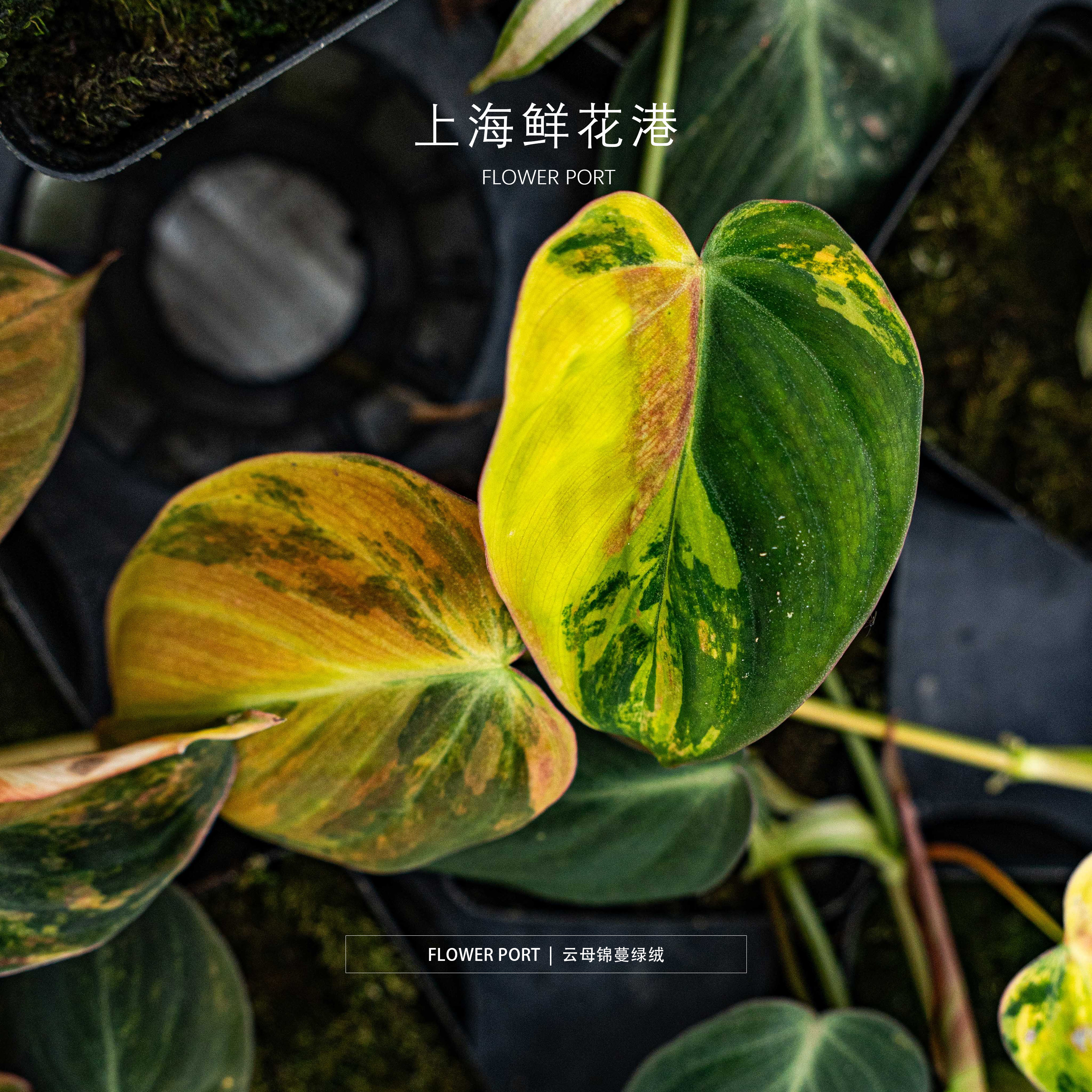 云母锦蔓绿绒 热带植物【FLOWER PORT】