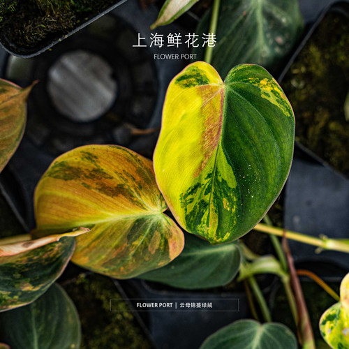 云母锦蔓绿绒 热带植物【FLOWER PORT】