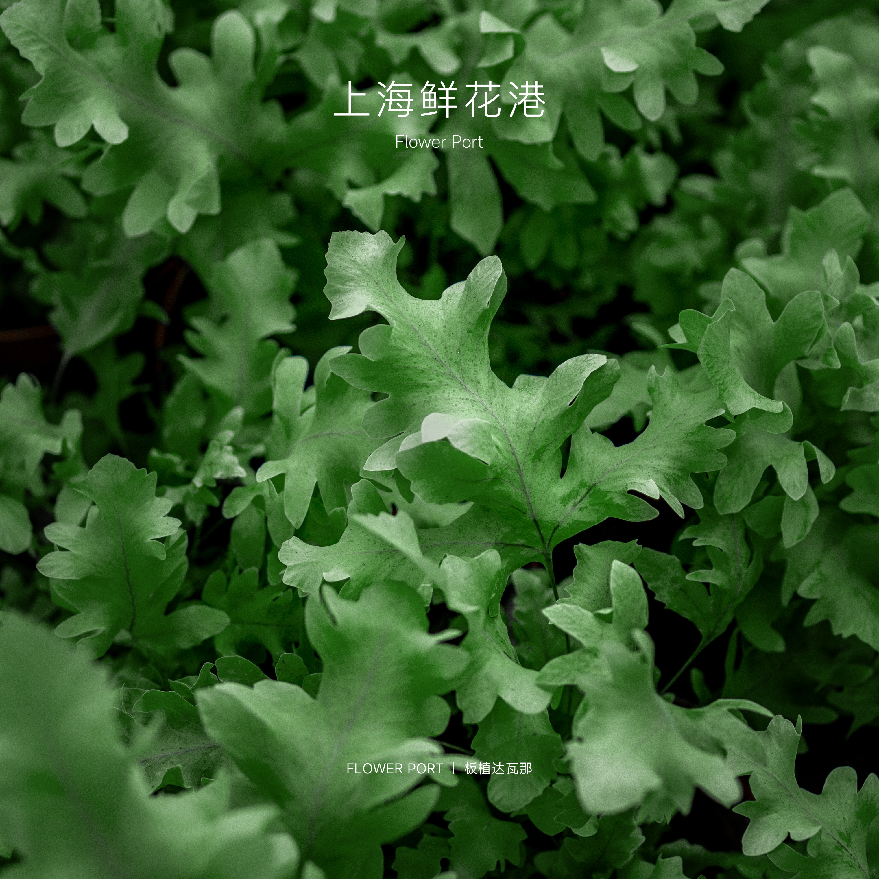 【Flower port】达瓦娜