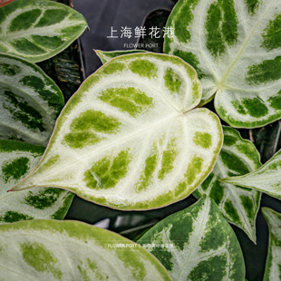 绿植盆栽 室内观叶植物 热植 铜锣烧籽播花烛
