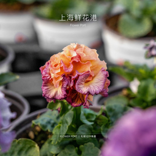 礼服1039 port Flower