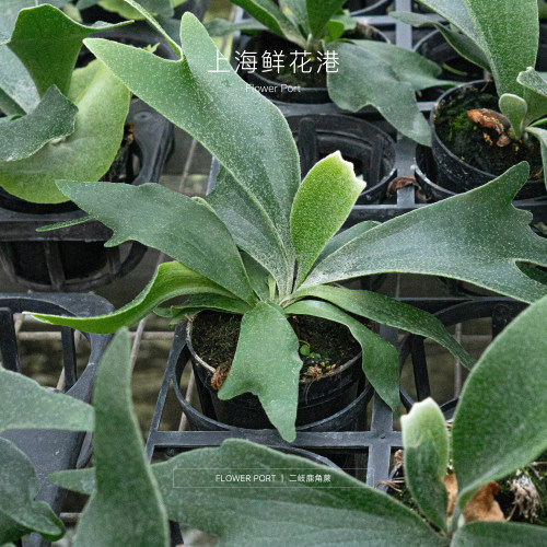 二歧鹿角蕨 热植盆栽 室内观叶植物