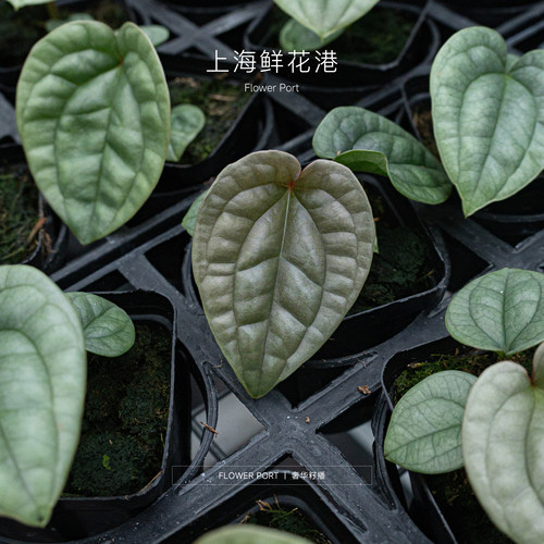 黑奢华籽播花烛热植盆栽