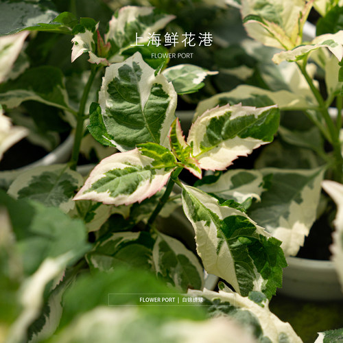 白锦绣球【Flower port】绿植盆栽 室内植物 开花