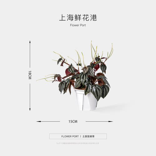 土拨鼠椒草 绿植 盆栽 好养活 新手小白植物 网红植物