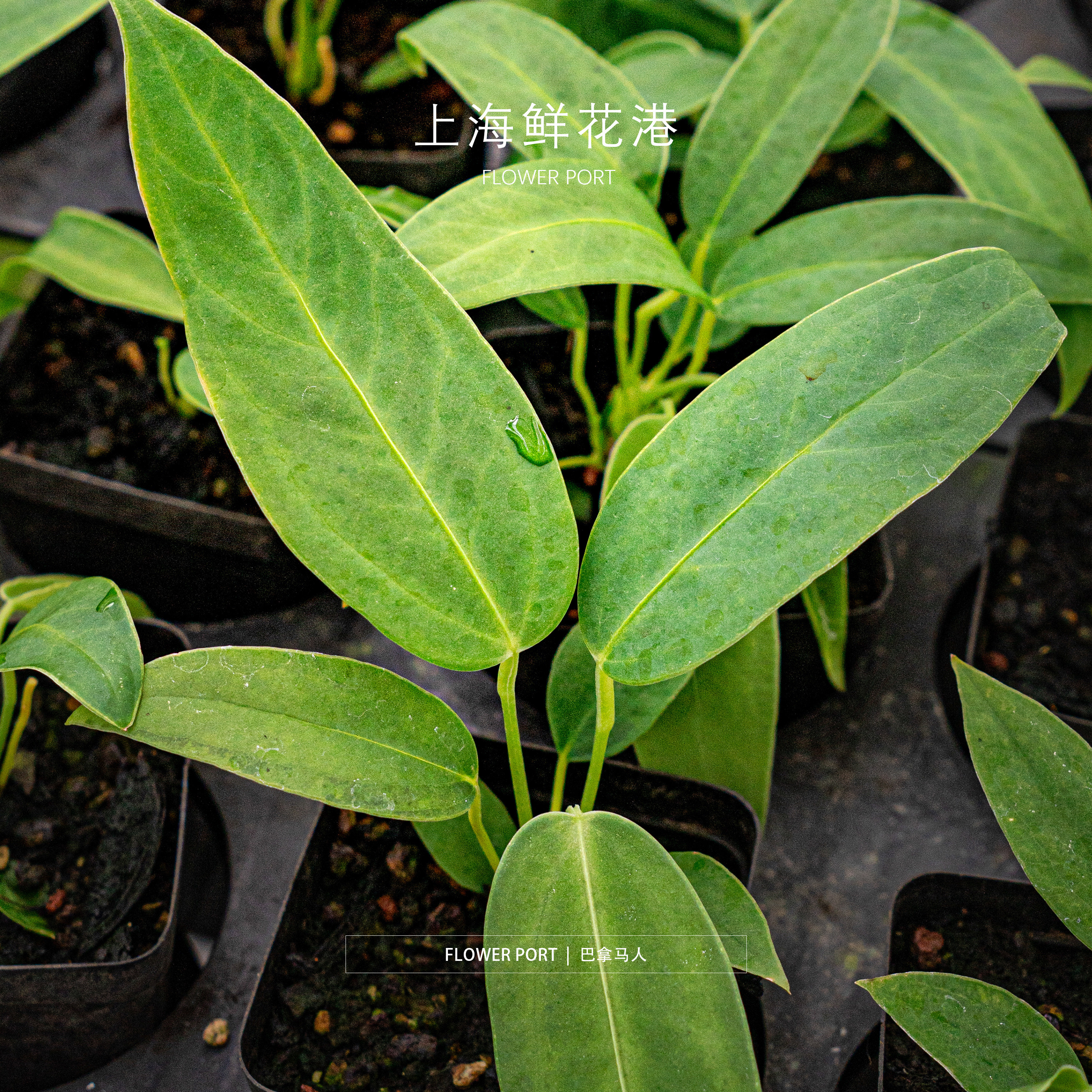 巴拿马人花烛 热植 绿植盆栽 室内观叶植物  小众植物