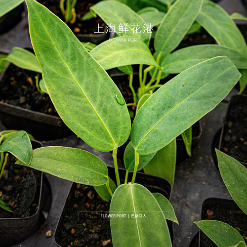 巴拿马人花烛 热植 绿植盆栽 室内观叶植物  小众植物