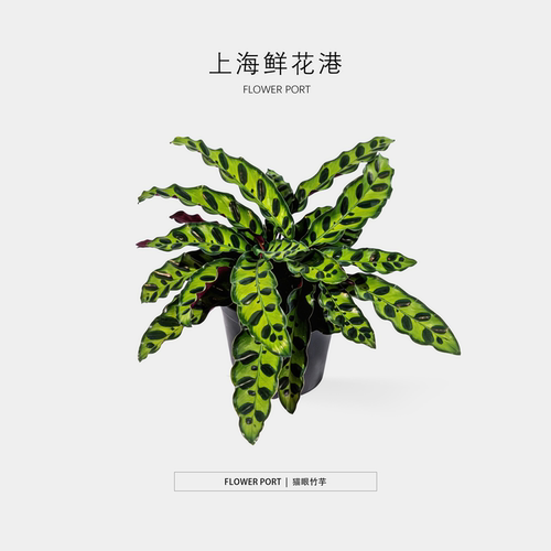竹芋叶蝉青苹果猫眼孔雀绿美丽