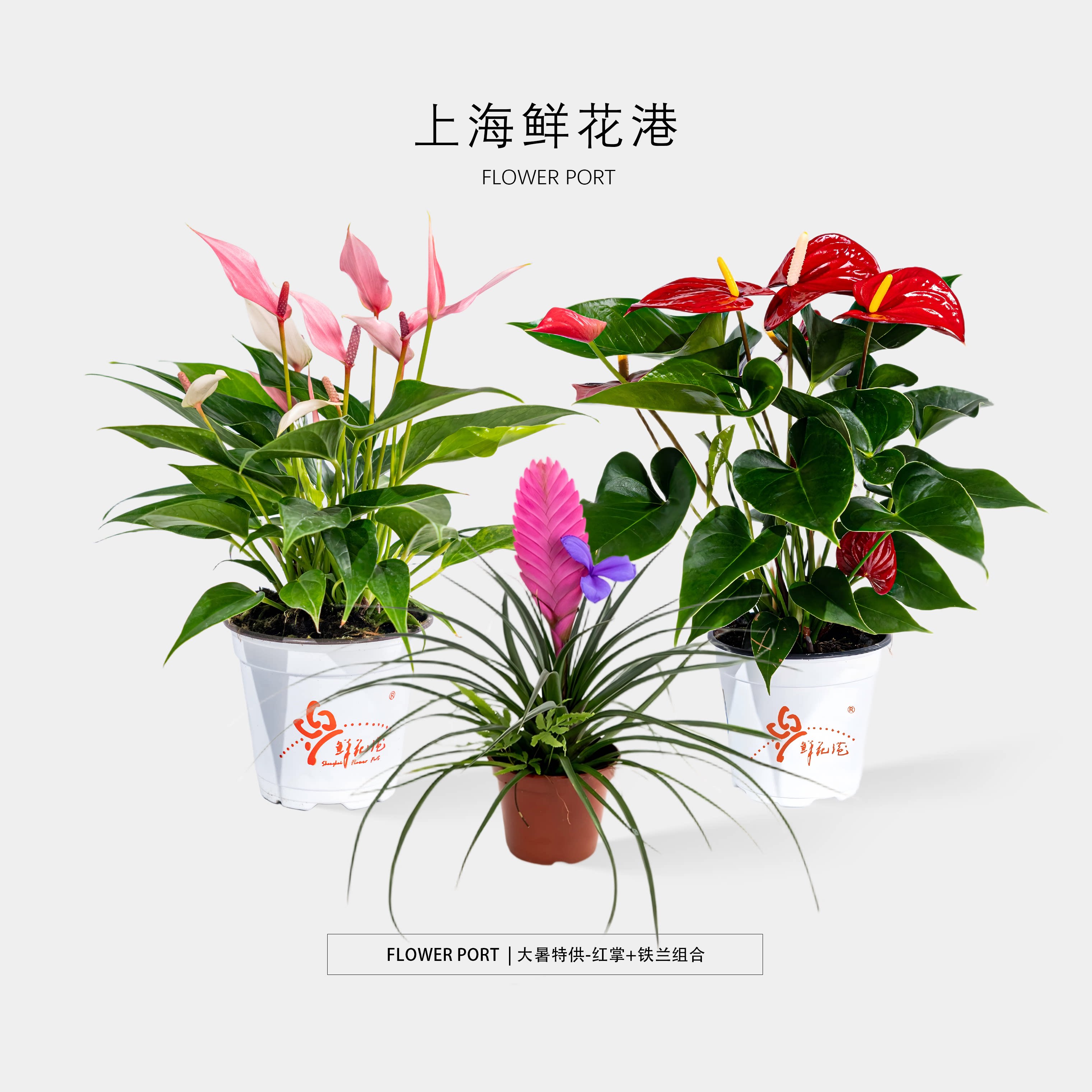 红掌+凤梨组合 【Flower port】绿植盆栽 室内植物