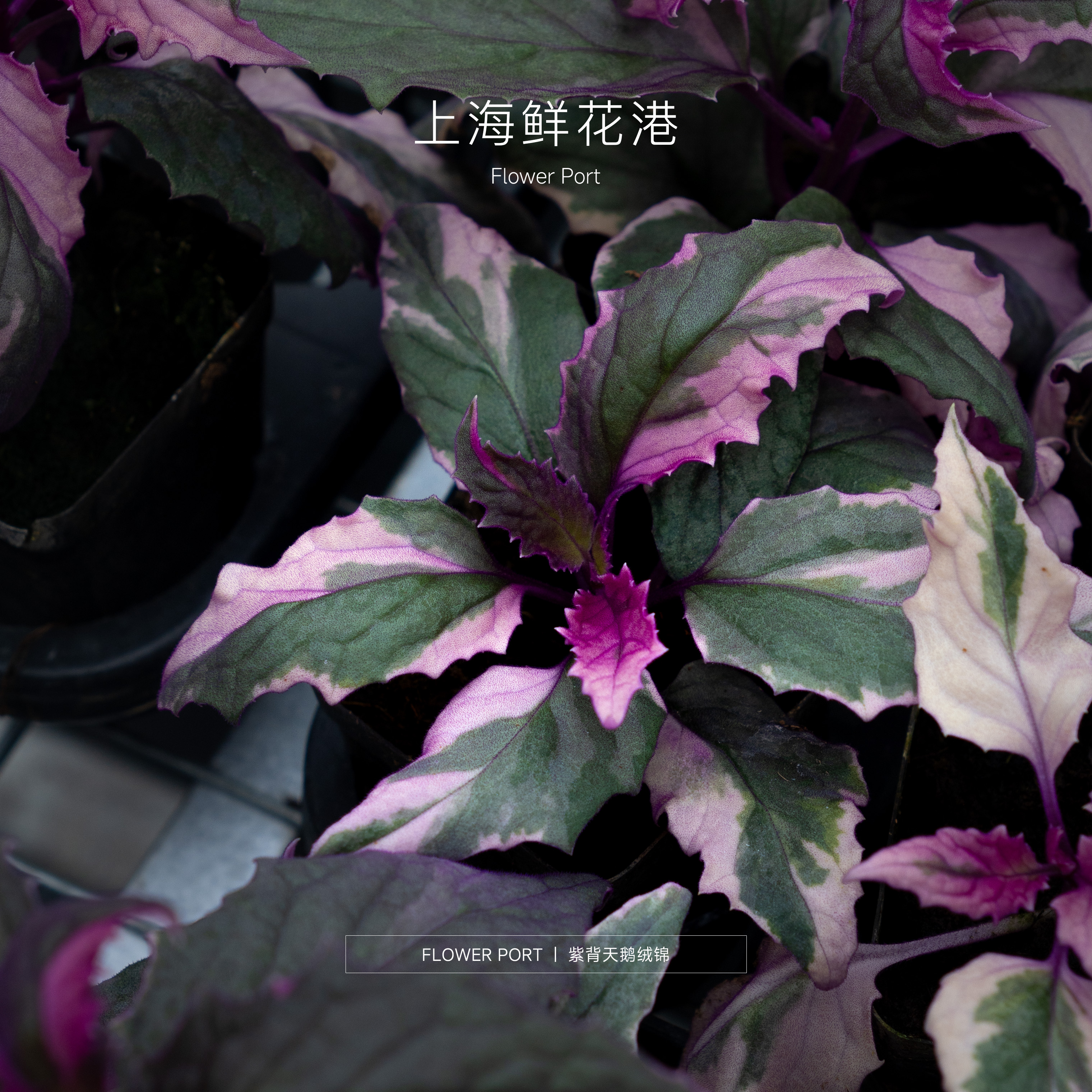 【Flower port】紫背天鹅绒