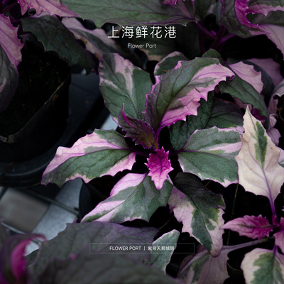 紫背天鹅绒 植物 绿植盆栽 稀有小众 ins绿植 网红植物