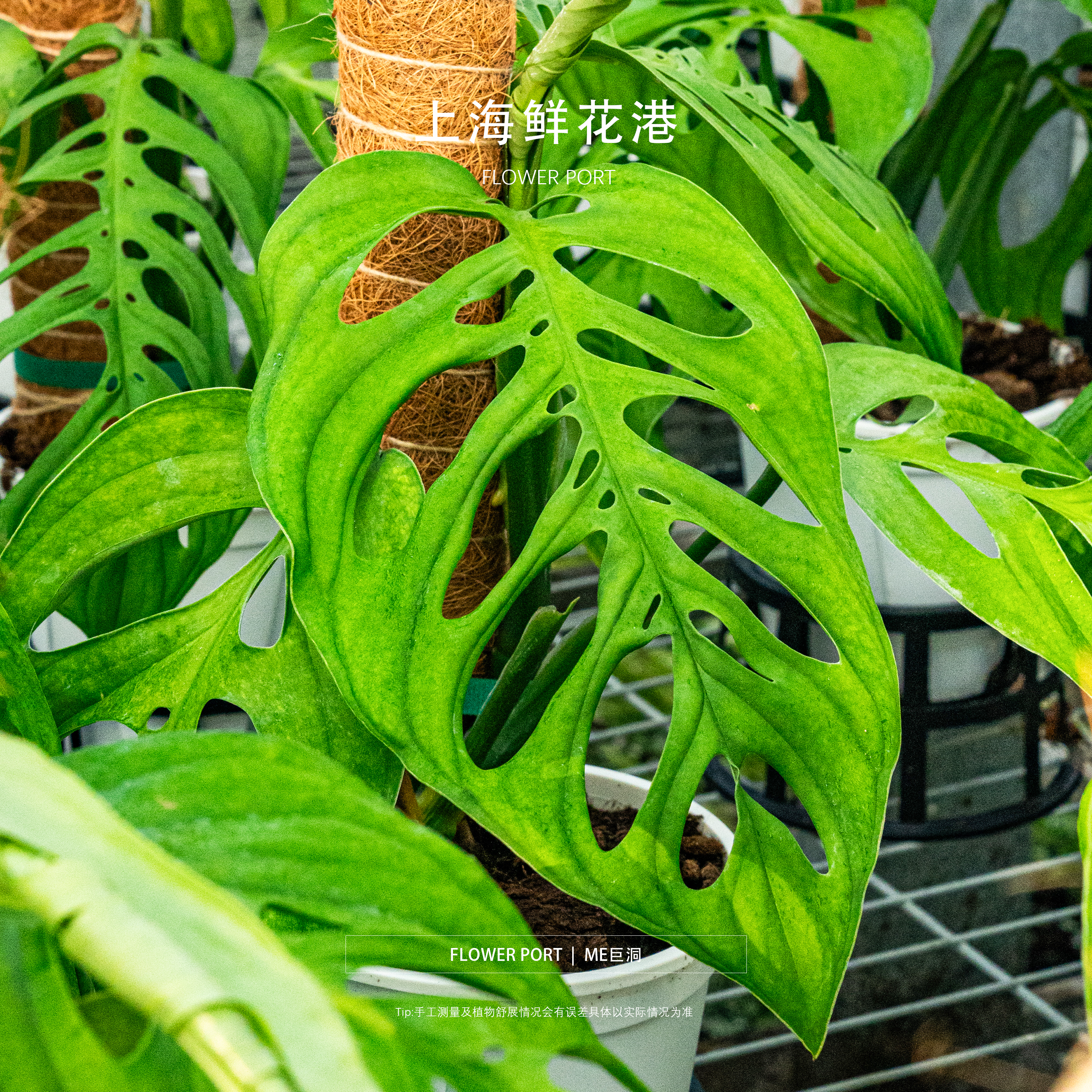 me巨洞龟背竹 龟背植物 热植盆栽 室内观叶植物 网红绿植 植物