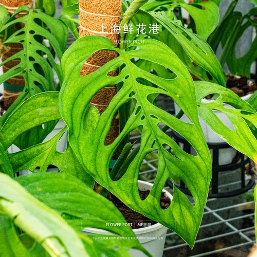 me巨洞龟背竹 龟背植物 热植盆栽 室内观叶植物 网红绿植 植物