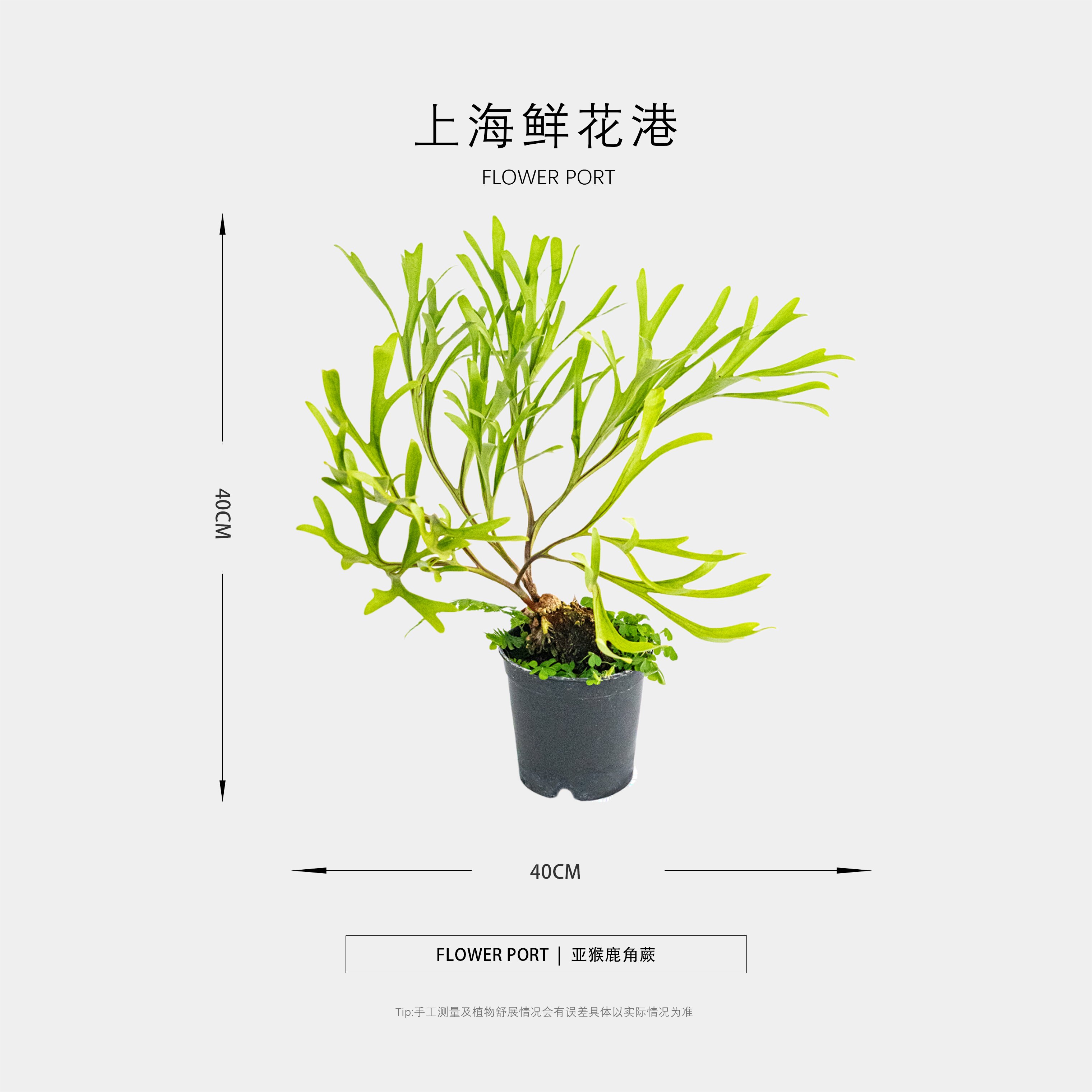 亚猴鹿角蕨【Flower port】鹿角蕨 热带植物