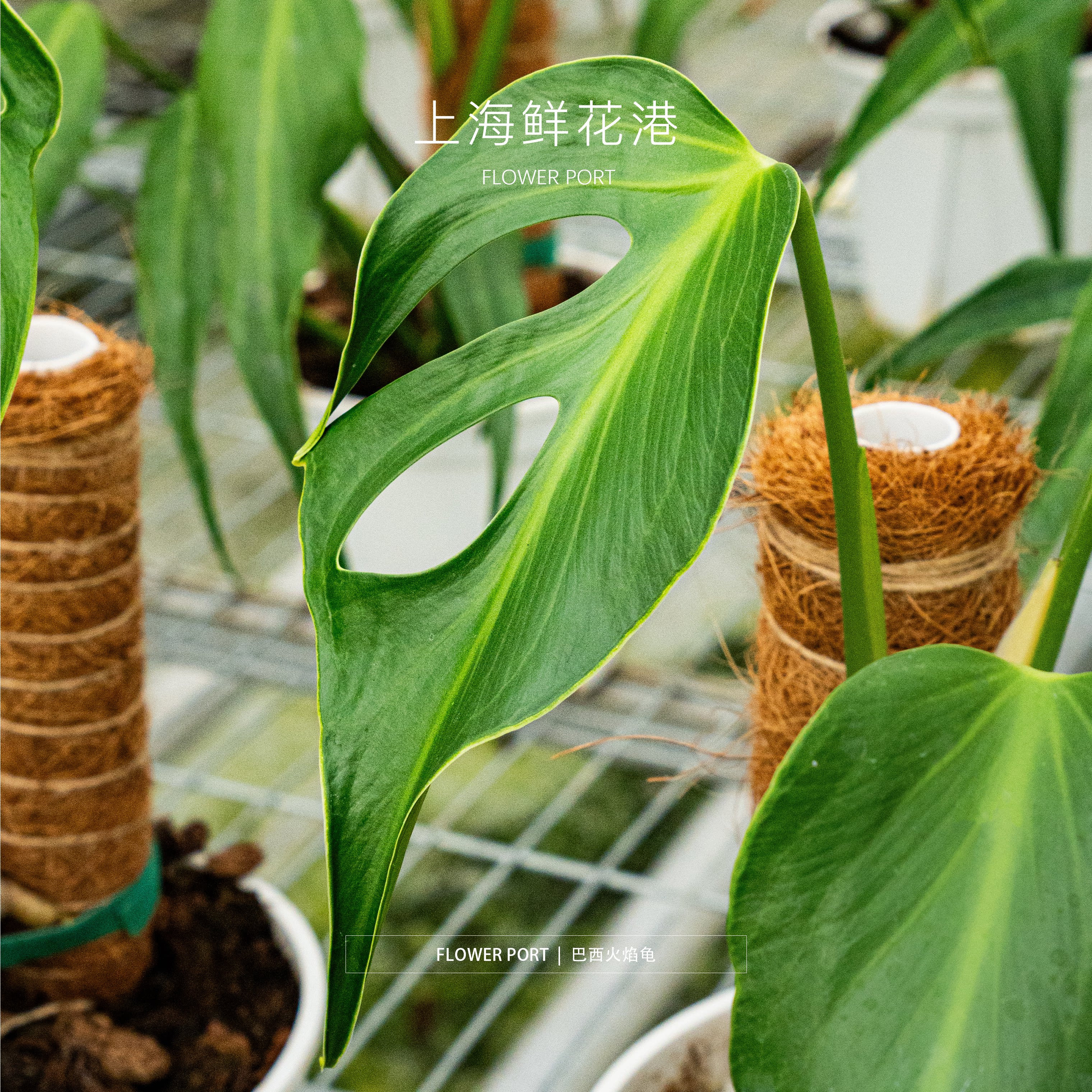 巴西火焰龟 龟背植物 热植盆栽 室内观叶植物 绿植