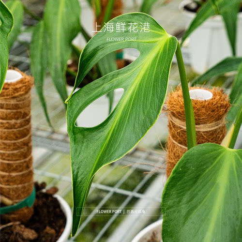 巴西火焰龟 龟背植物 热植盆栽 室内观叶植物 绿植