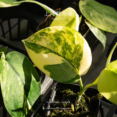 大叶银斑葛锦 藤芋植物 绿植 盆栽 室内观叶植物 锦化植物