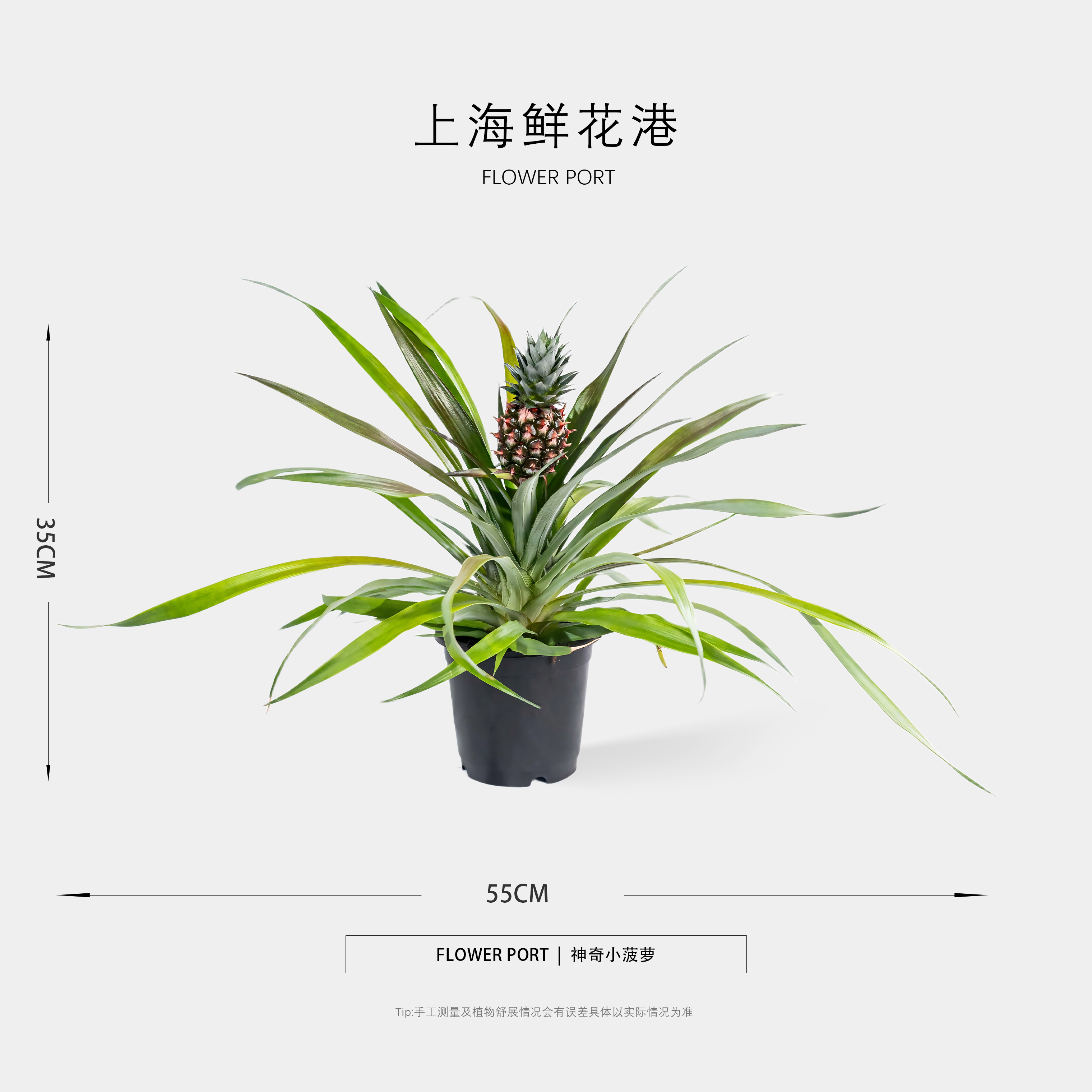 神奇小菠萝【Flower port】观赏型菠萝 小凤梨 盆栽 桌面植物