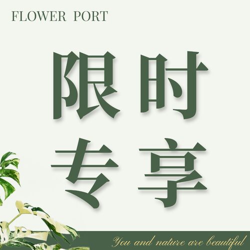 【FLOWER PORT | 限时专享 】4.1  18:50 彩叶芋