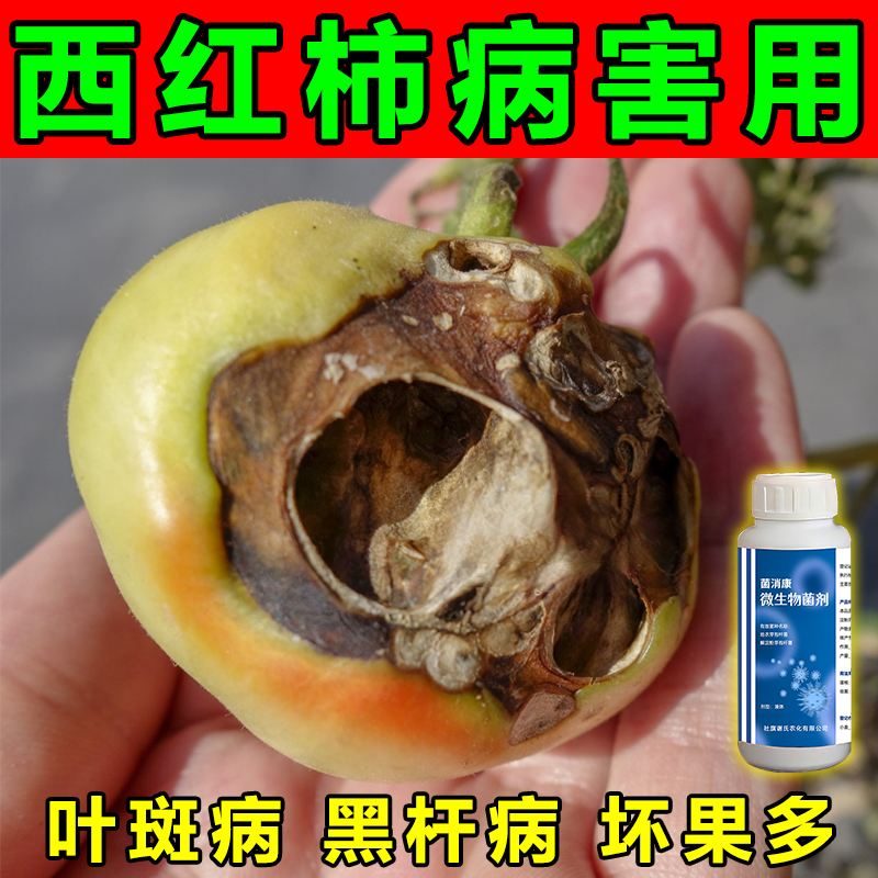 菌消康西红柿番茄烂果腐坏病害清