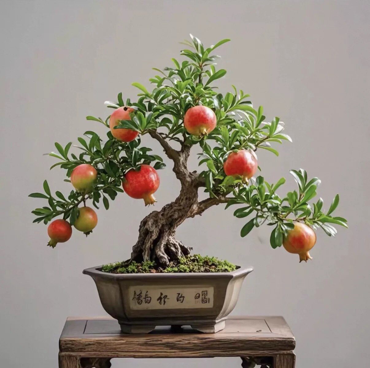 石榴盆景一物一拍