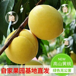 高山黄桃香脆甜新鲜时令孕妇水果果园现摘现发锦绣黄桃5斤10斤