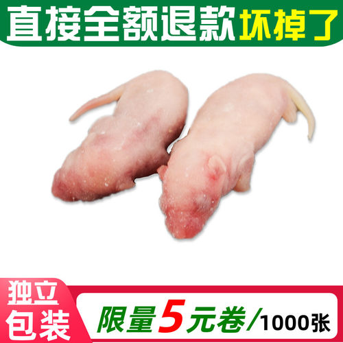 无菌冻鼠宠物蛇粮食猫咪零食