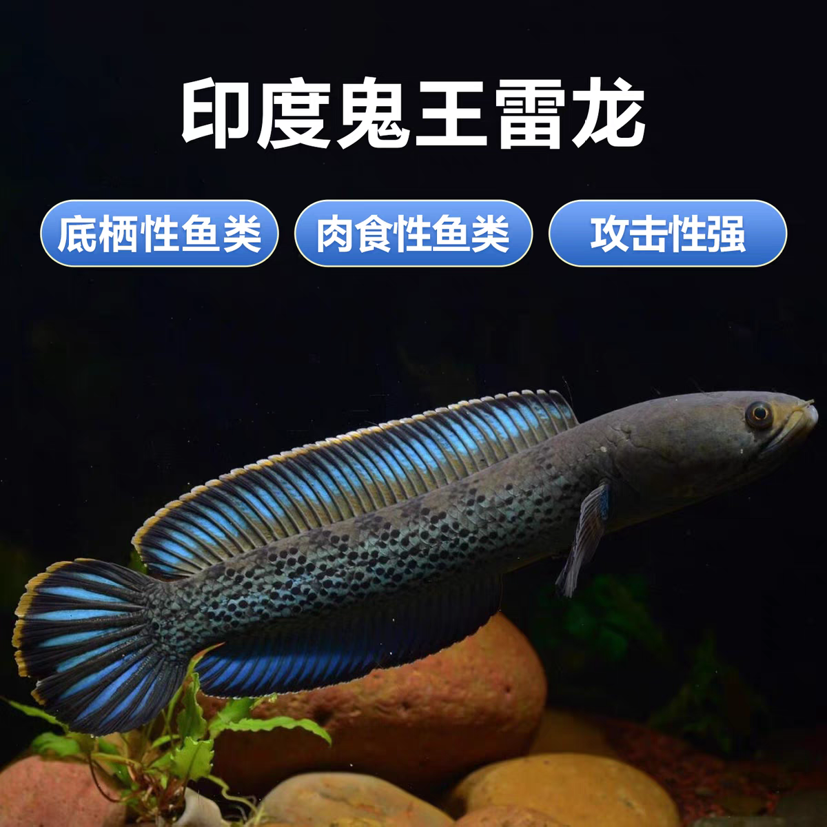 鬼王雷龙鱼鱼苗巴卡二型阿萨姆奶茶酒红雷龙