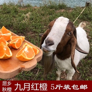 新鲜水果湖北秭归脐橙5斤包邮九月红橙屈乡秋橙青橙子绿橙