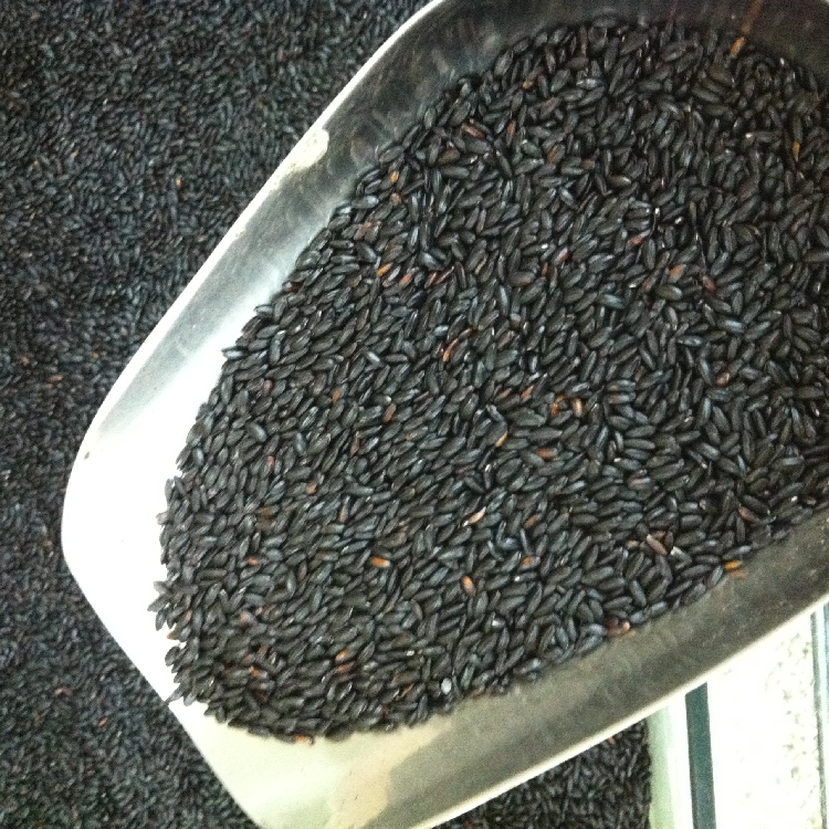 三峡恩施农家自产老品种紫米黑米